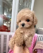 ��������. ��� ����� �� ���������� ����