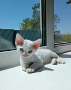 ����� ����. ��� ����� �� ���������� ����