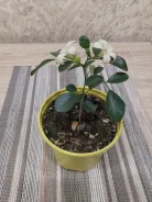 �������. ����