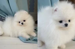 ����������� ����. ��� ����� �� ������������ ����
