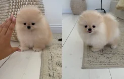 ����������� ����. ��� ����� �� ������������ ����