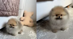 ����. ��� ����� �� ������������ ����