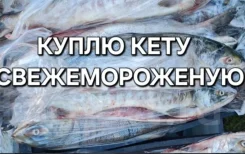 ����� ���� ����