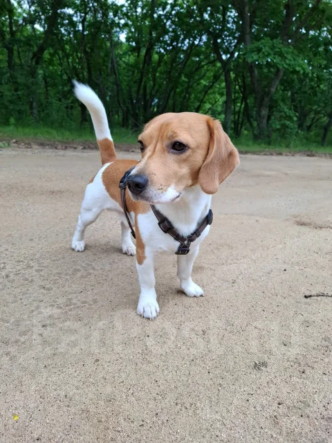 ����� �����. ����