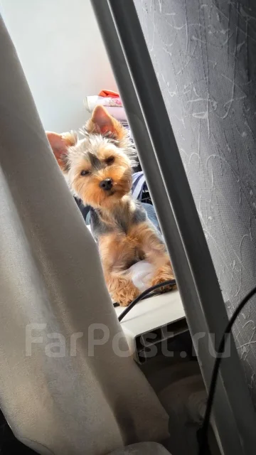����������� ������. ����