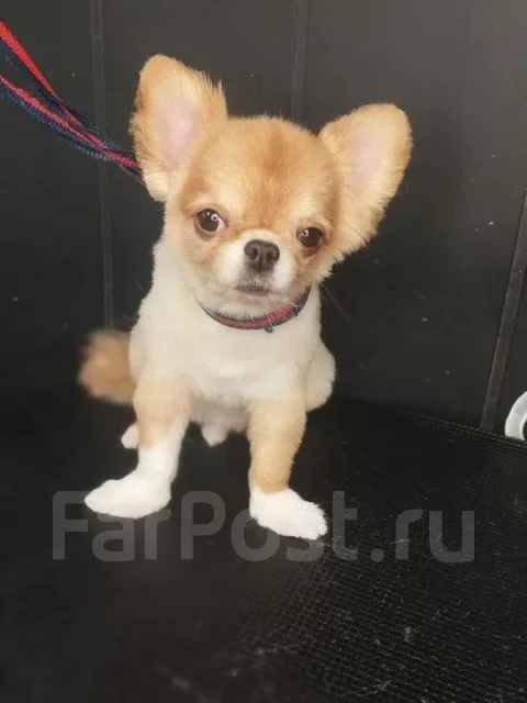 �������. ����