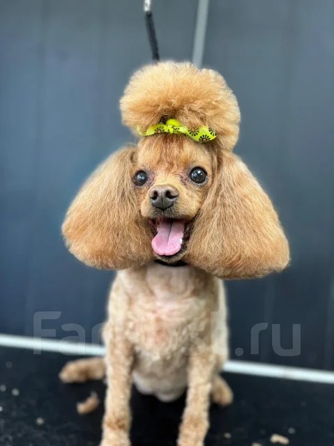 �������. ����