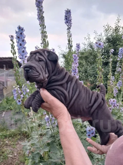 ������. ����