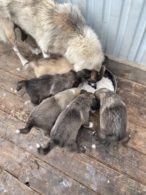 ������. ����