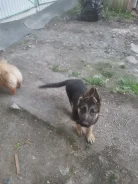 ������ ����� ��������-��������� ����