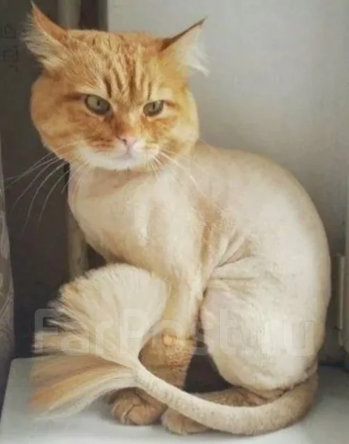 �������. ����