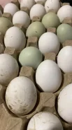 ���� �������. ����
