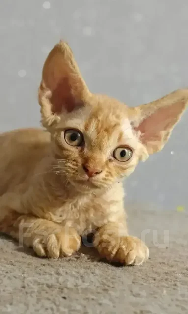 ����� ����. ����