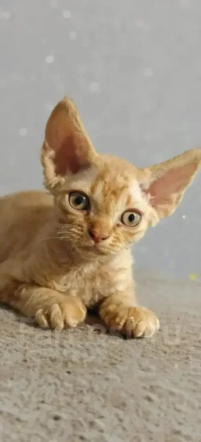 ����� ����. ����