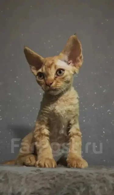 ����� ����. ����