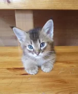 �����. ����