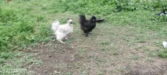 ����. ����