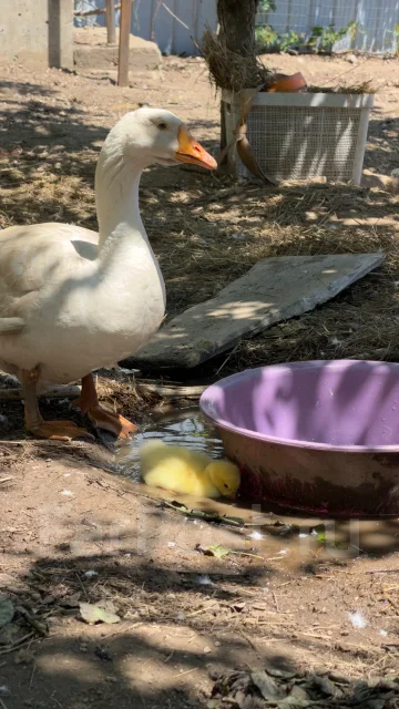 ����. ����