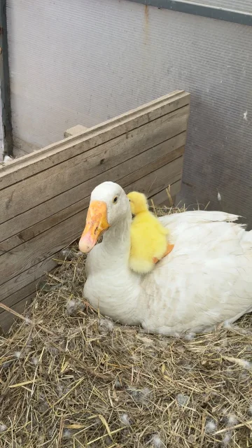����. ����