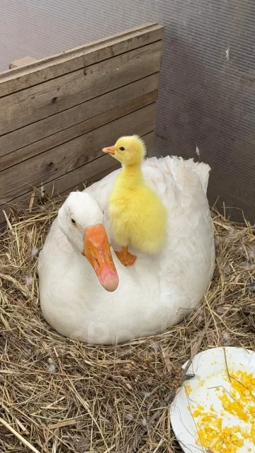 ����. ����