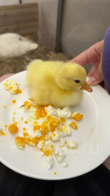 ����. ����