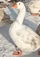 ����. ����