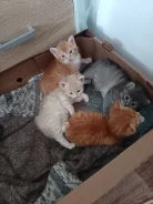 �����. ����