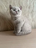 ���������� �����. ����