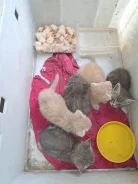 �����. ����