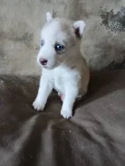�����. ����
