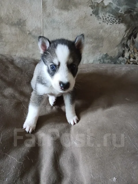 �����. ����