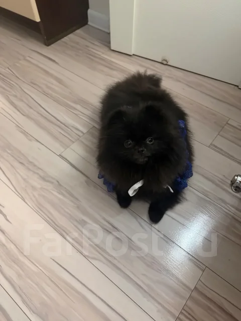 ����. ����