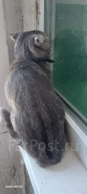 �����. ����