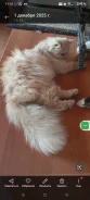 �����. ����