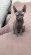 ������� ������. ����
