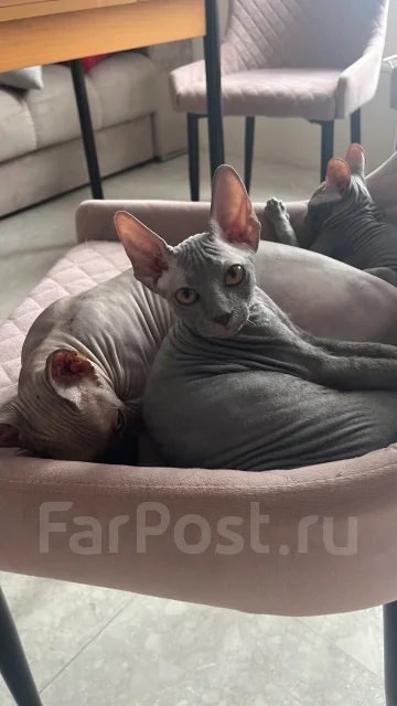 ������� ������. ����