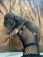 ����. ����