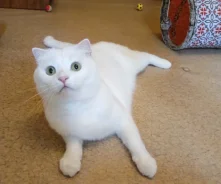 �����. ����
