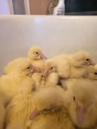����. ����