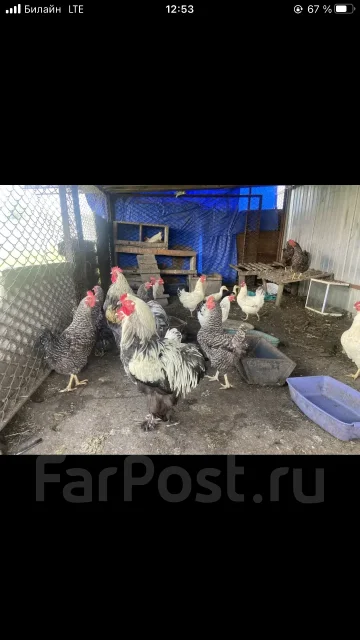 ����. ����