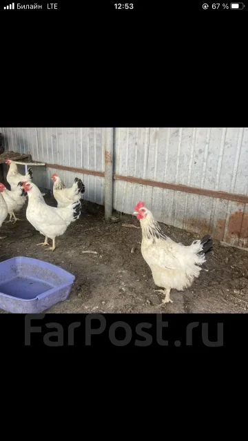 ����. ����