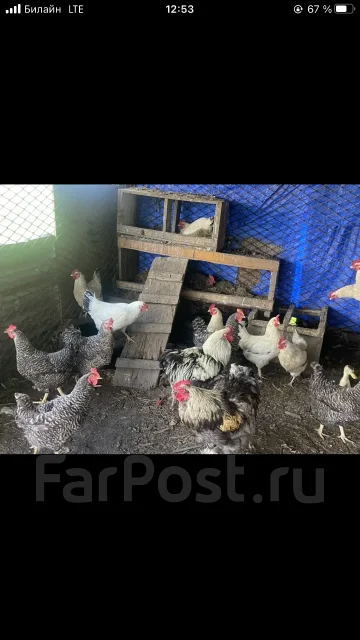 ����. ����