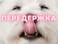 ���������� ��������. ����