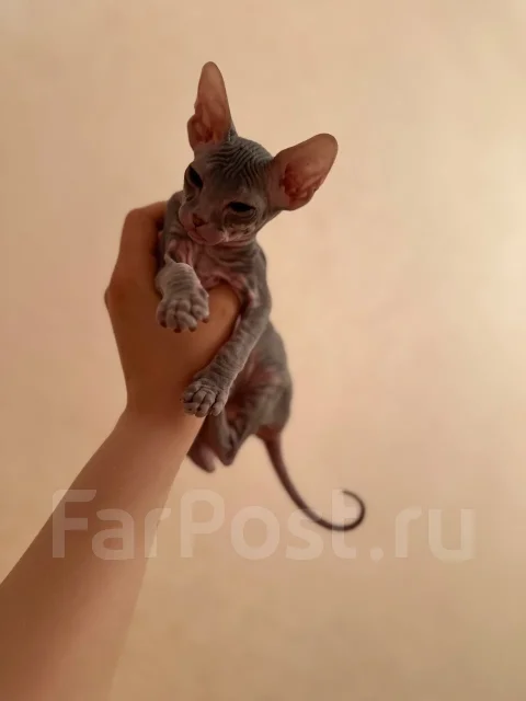 ������. ����
