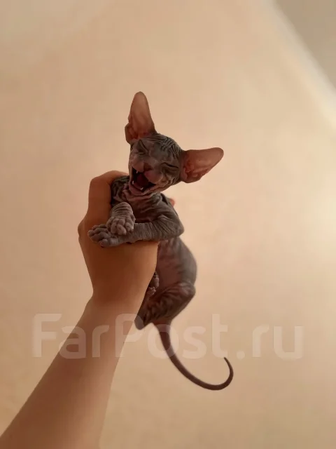 ������. ����