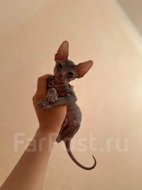 ������. ����