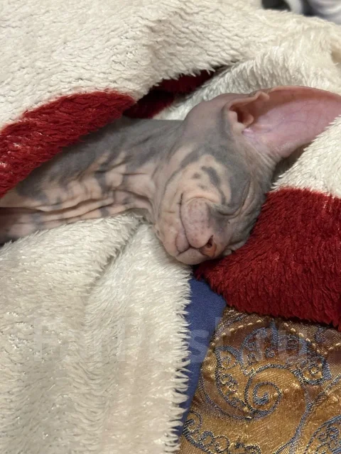 ������. ����