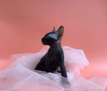 ������� ������. ����