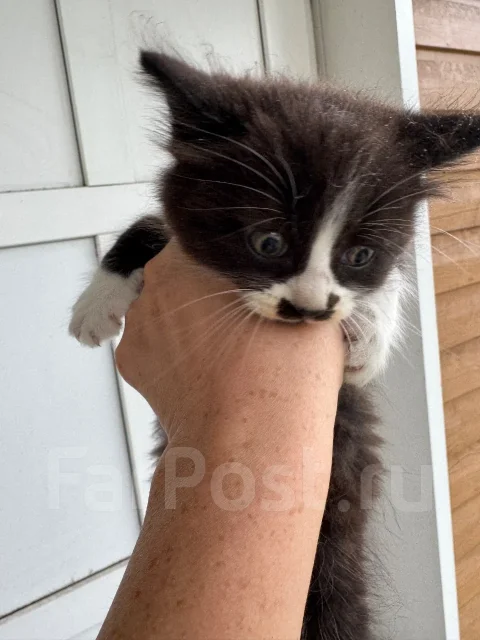 �����. ����