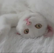 �����. ����